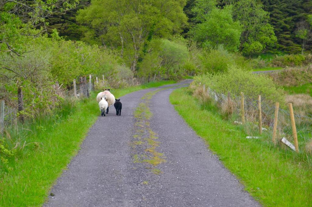 Riverlodge Self Catering Kenmare Zewnętrze zdjęcie